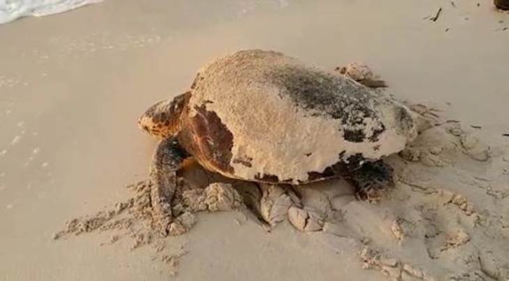 Hallados plastificantes acumulados en el tejido muscular de tortugas en el Mediterráneo occidental
