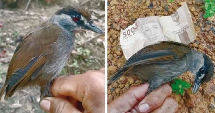 Un ave que se creía ‘extinta’ hace casi 200 años reaparece en Borneo