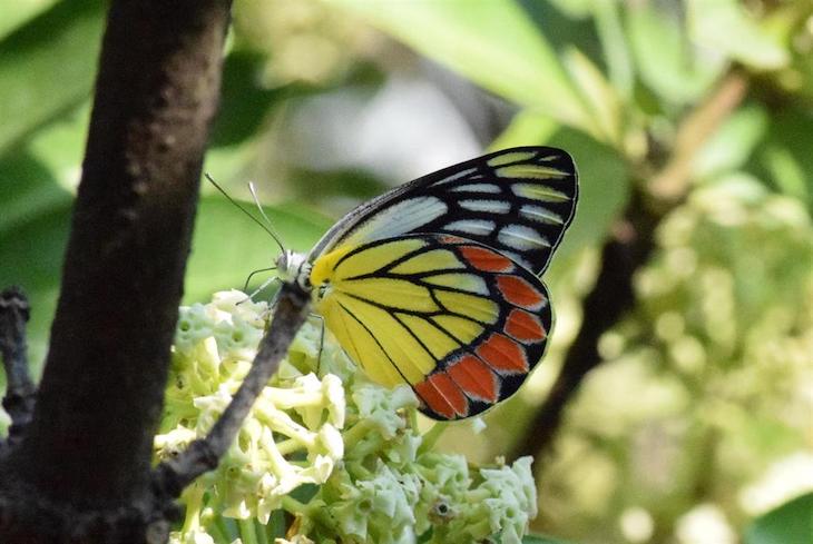 Mariposas macho eliminan competidores apestando a sus parejas