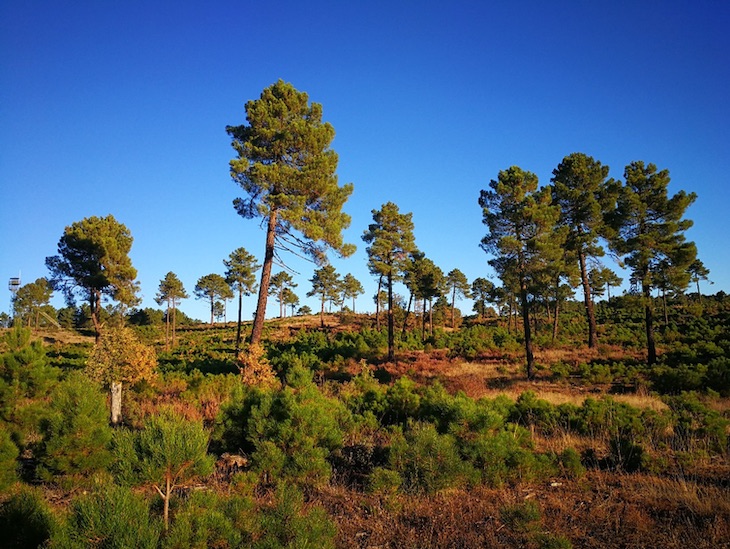 Calentamiento global y la gestión de los bosques