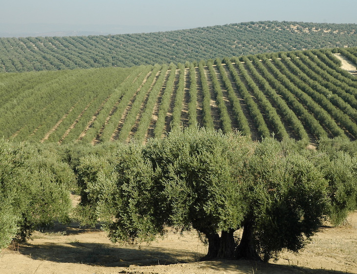 Logran predicir el impacto del cambio climático sobre el olivar andaluz según su zona de cultivo