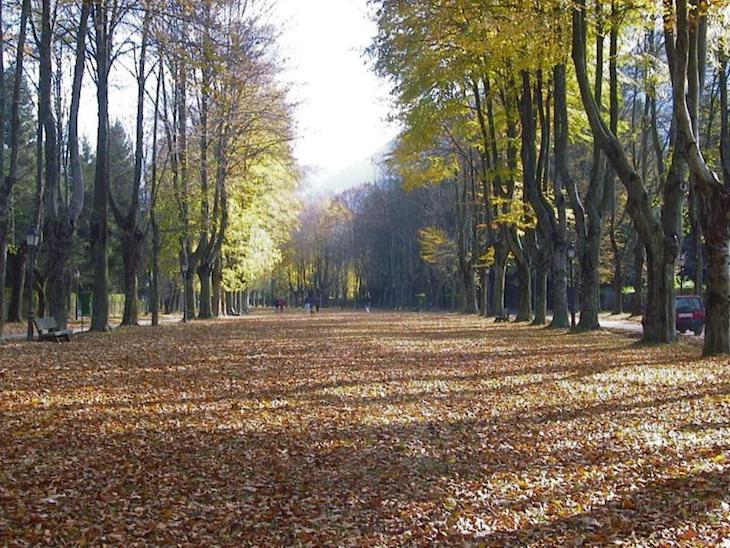 Granada forma en la gestión de arbolado urbano