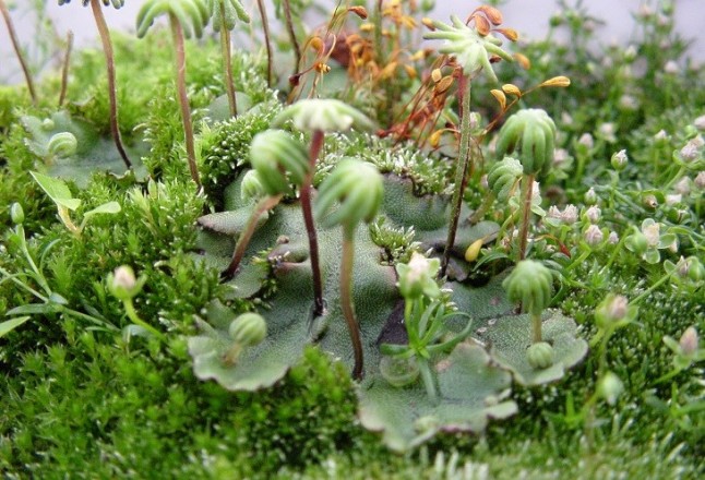 El sistema antisequía de las plantas se remonta a las algas marinas