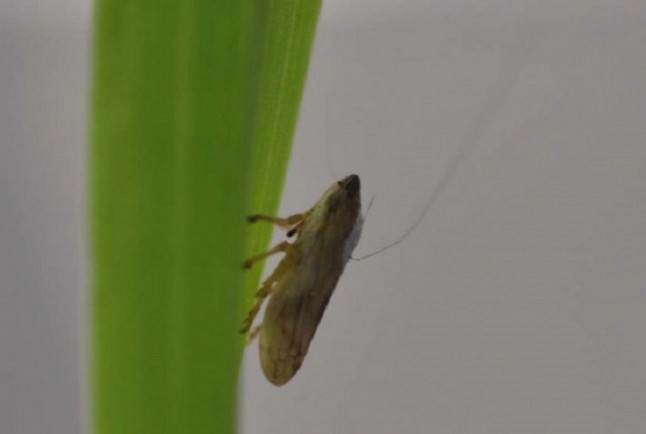 Baleares arranca dos invernaderos para estudiar el comportamiento de la Xylella