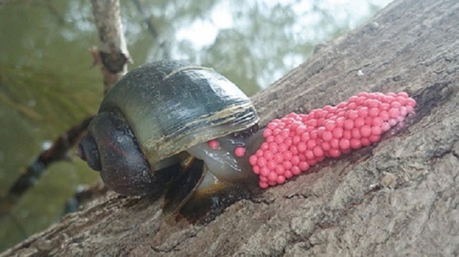 Europa apremia a España a proteger el medio ambiente de especies exóticas invasoras