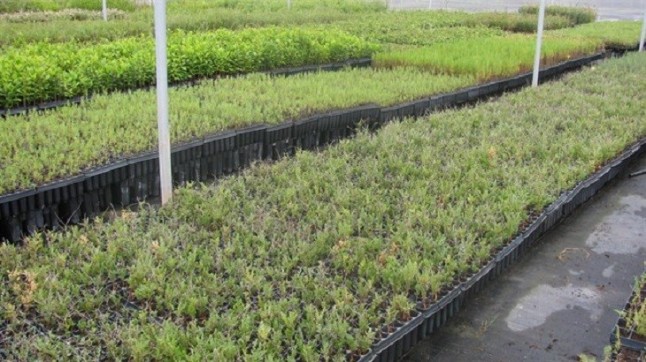 Plantan 730 pies de arto blanco para naturalizar el cauce fluvial de Rambla Morales