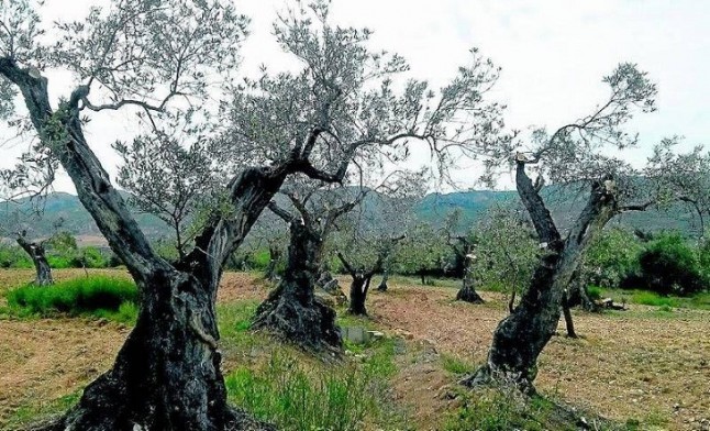 LIBERA convoca la segunada edición de Apadrinamientos de espacios naturales