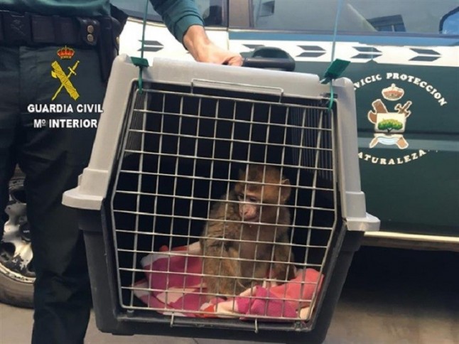 Investigado por tener un mono sin autorización y simular su robo para evitar entregarlo