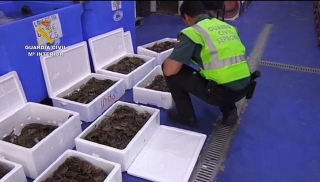 Incautan en Madrid cangrejo chino