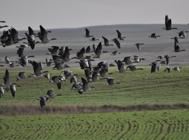Peces y aves interactúan con una estela para moverse en grupo
