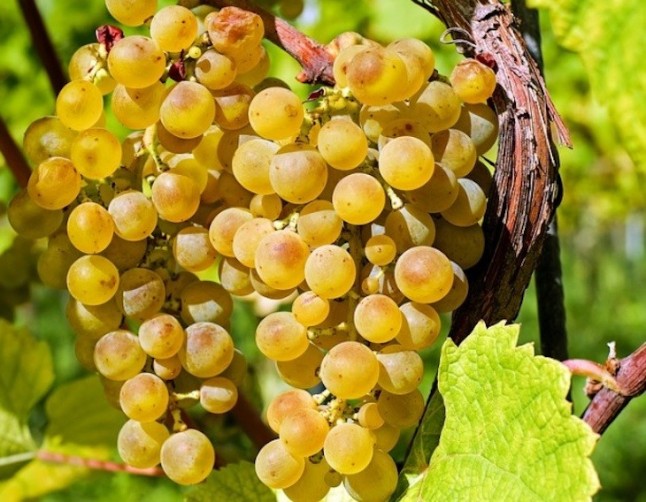 La agricultura familiar