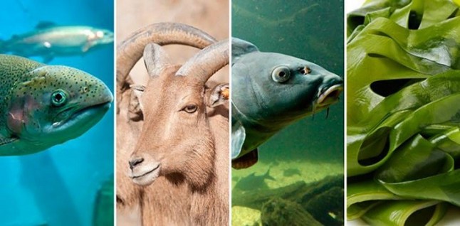 El Defensor sugiere al Gobierno que la descatalogación de una especie exótica esté sujeta a prueba científica