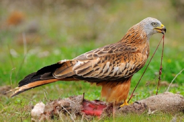 El milano real un objetivo sin fronteras