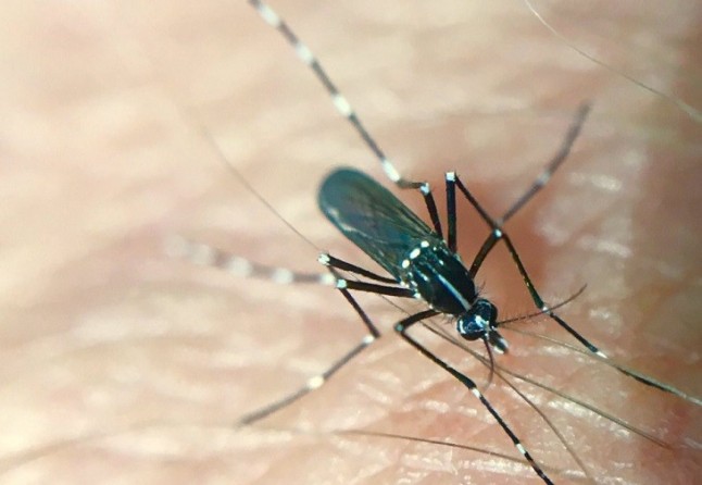 El mosquito tigre podría asolar Extremadura