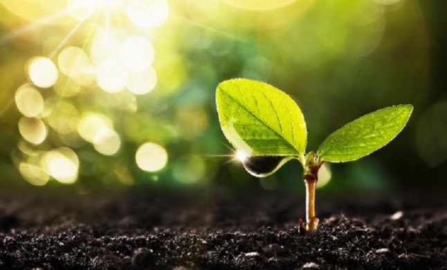 Las visitas a la página web ‘balear’ del Punto de Información Ambiental (PIA) crece sin parar