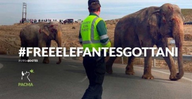 #FreeElefantesGottani