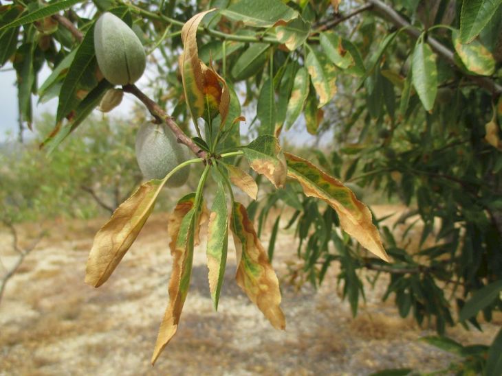 La ‘Xylella fastidiosa’ amenaza el 95% de la producción del olivo en Europa
