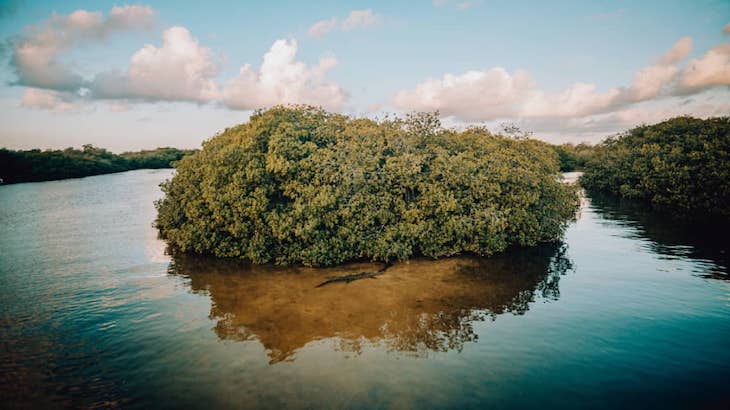 Áreas Naturales Protegidas de México donde puedes ver una gran variedad de aves