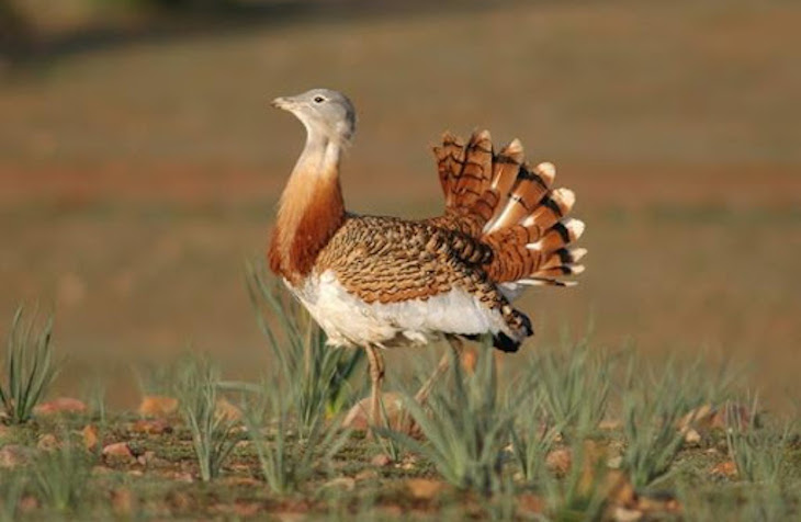 SEO/BirdLife pide a la Junta que el desarrollo renovable de Andalucía no se realice "a costa de su biodiversidad"