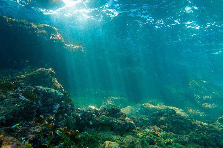 Naturaleza y la vida microbiana bajo el lecho marino
