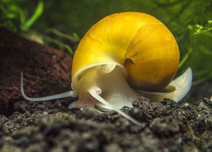 Las principales especies invasoras que ‘amenazan’ Europa