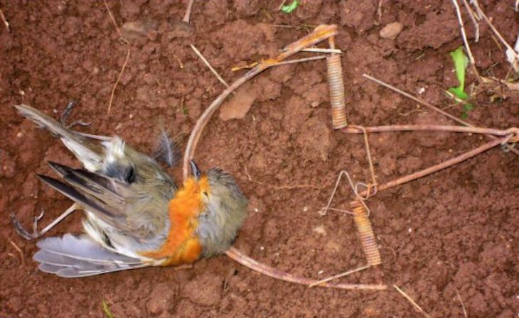 C. Valenciana. Denuncian el repunte de la caza ilegal de aves migratorias en tiempos del COVID-19