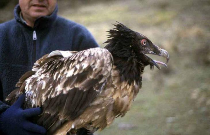 Rescatan y amputan una pata a un quebrantahuesos electrocutado en Picos de Europa
