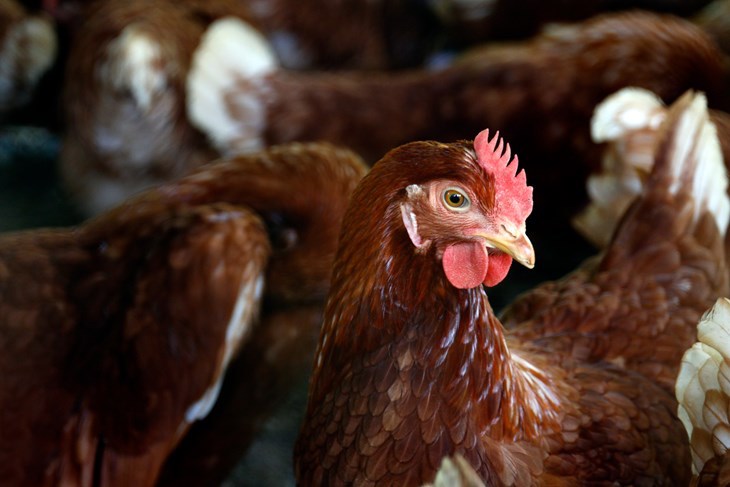 Solo Polonia cuida peor a las gallinas que España