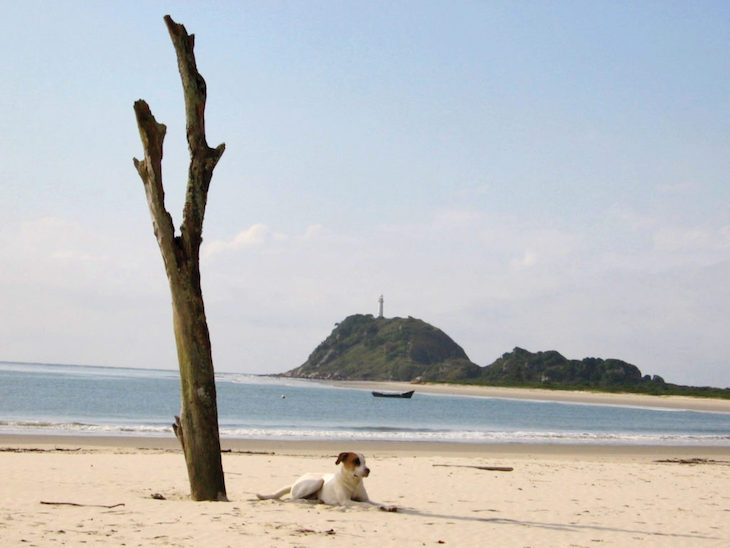 Pasear perros por la playa tiene un elevado impacto sobre la conservación de las aves litorales