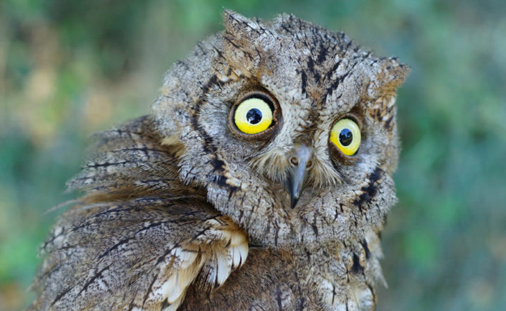 El color del iris de los búhos tiene un papel en su comunicación