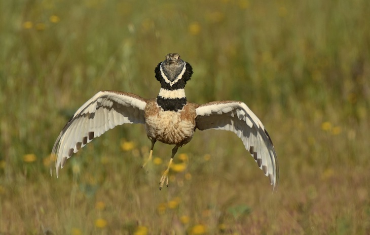 La gestión extensiva del barbecho podría reconciliar la agricultura con la conservación de las aves