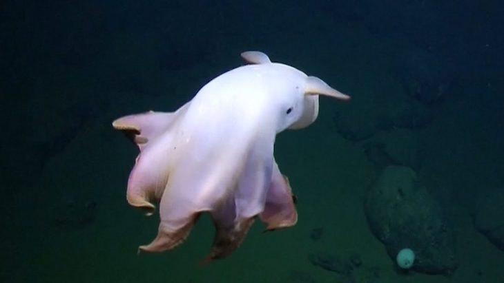 Un cefalópodo a más de 7.000 metros de profundidad