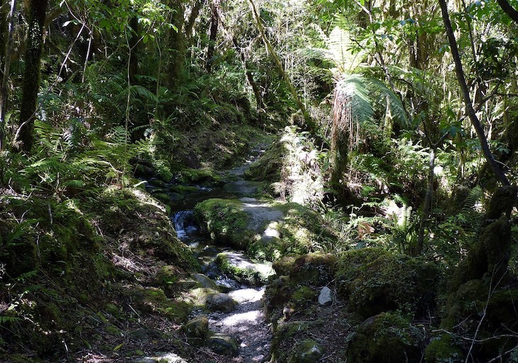 Una selva en el fondo marino antártico