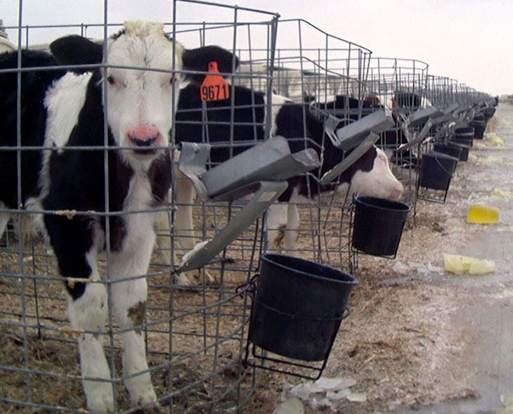 ‘La Vaca que ríe’ y ‘Babybel’ apuestan por ‘congelar’ terneros vivos