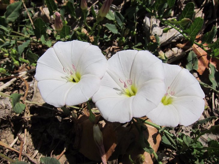 El plan de conservación de la flora amenazada de Menorca abarca 32 especies