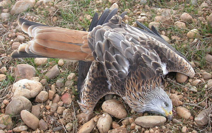 Milanos reales envenenados en Valladolid