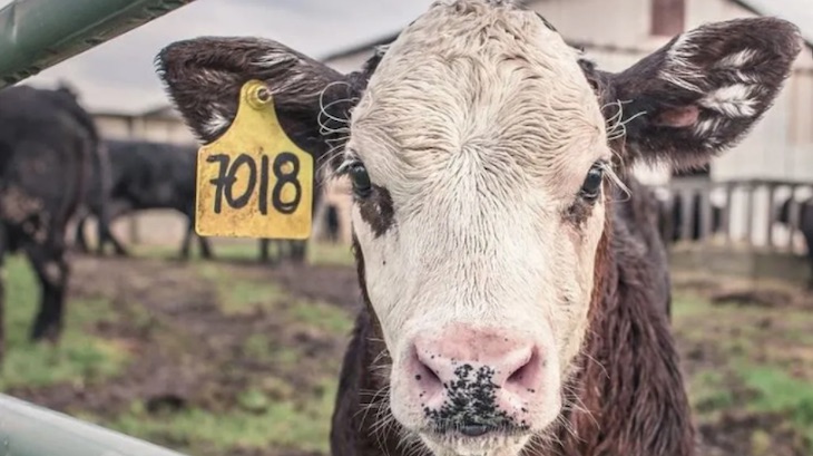 Sacrifican a las vacas y terneros del carguero Karim Allah