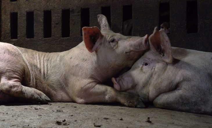 Maltrato animal en una granja de cerdos en Cataluña (video)
