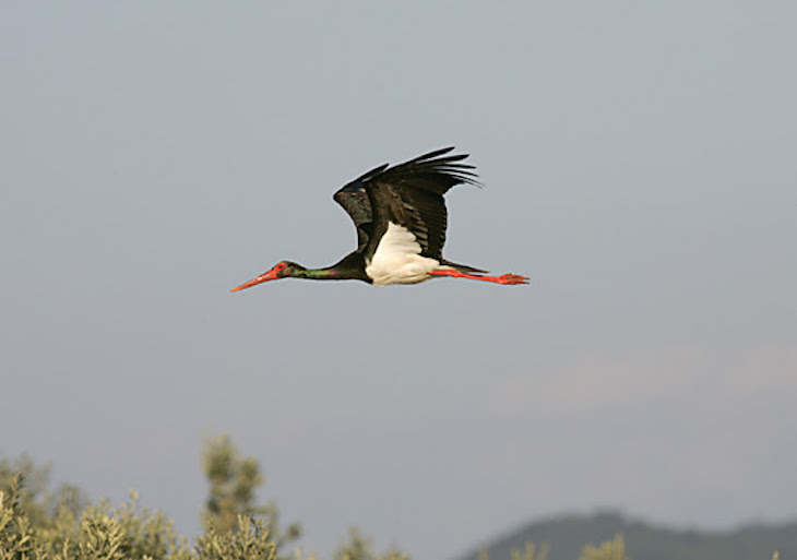 Los parques eólicos ‘Garciaz’ y ‘Madroñera’ disparan la polémica
