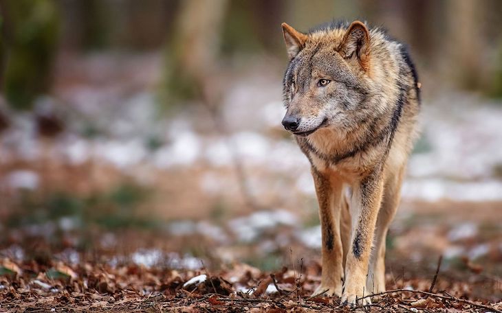 Los ‘negacionistas’ afirman que: ‘la convivencia del oso y el lobo con la ganadería extensiva no es posible’