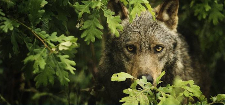 Organizaciones agrarias