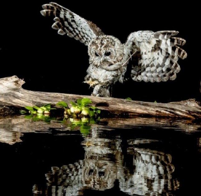 Naturaleza en un click