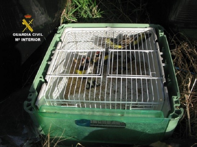 Asturias. La Guardia Civil sorprende a un sujeto cazando jilgueros con redes y señuelos electrónicos