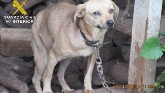 Denunciada una vecina de Vilaboa por tener a diez de sus perros encadenados y sin microchip