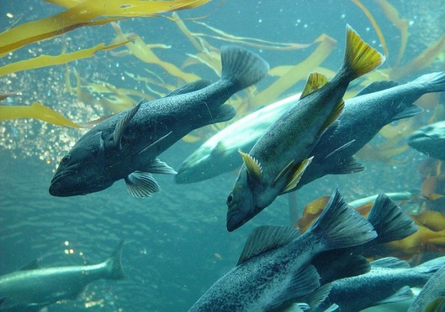 La gran estafa de las granjas de salmón