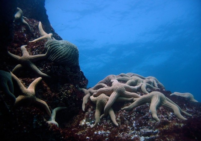 Exposición fotográfica muestra la rica biodiversidad del Archipiélago de Humboldt
