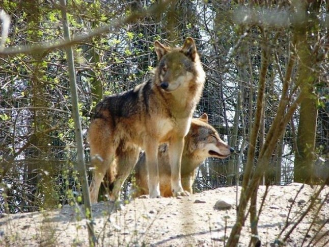 Recurren ante el Supremo la sentencia sobre el control poblacional de lobos