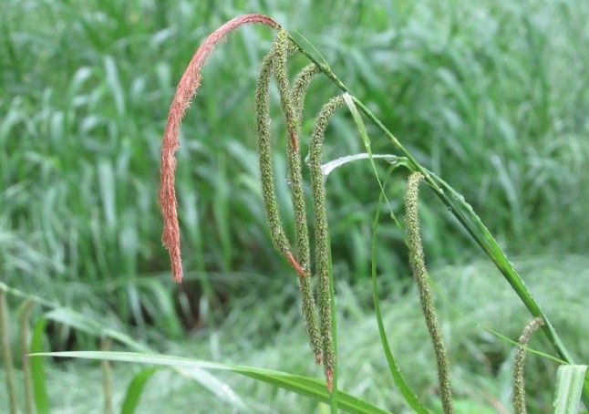 Sorprendente descubrimiento de dos especies diferentes de una planta extendida por toda Europa