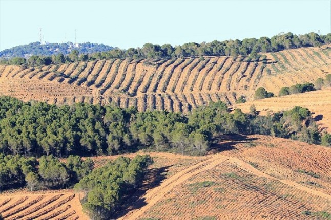 Demandan una nueva ordenación que proteja los bosques mediterráneos onubenses de la regresión forestal que sufren