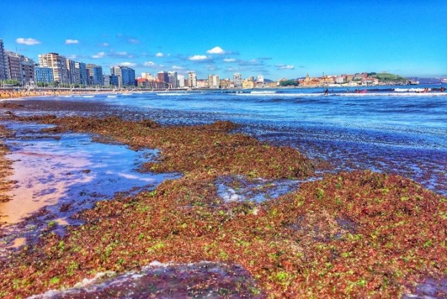 El Principado Asturias empeñado en acabar con el ocle en el mar